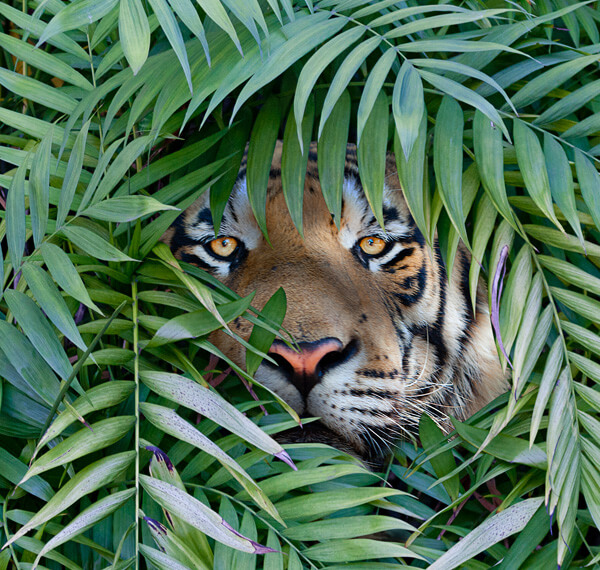 Adverse Media Screening Five Best Practices