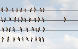 Bird excluded on wire