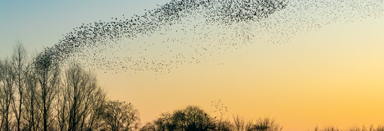 ISO 20022 migration mantle image