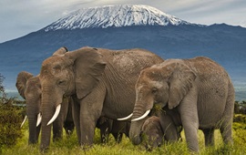 wildlife trafficking