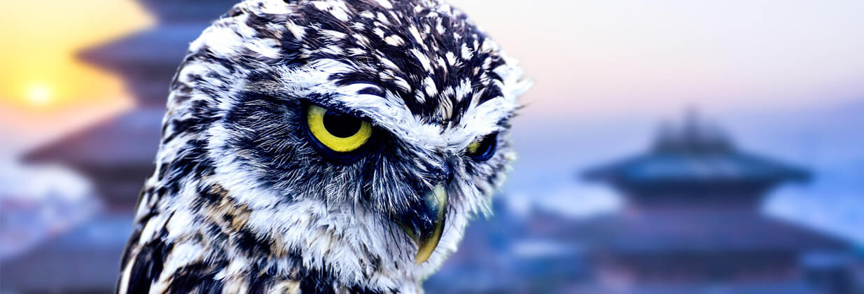 Himalayan case study