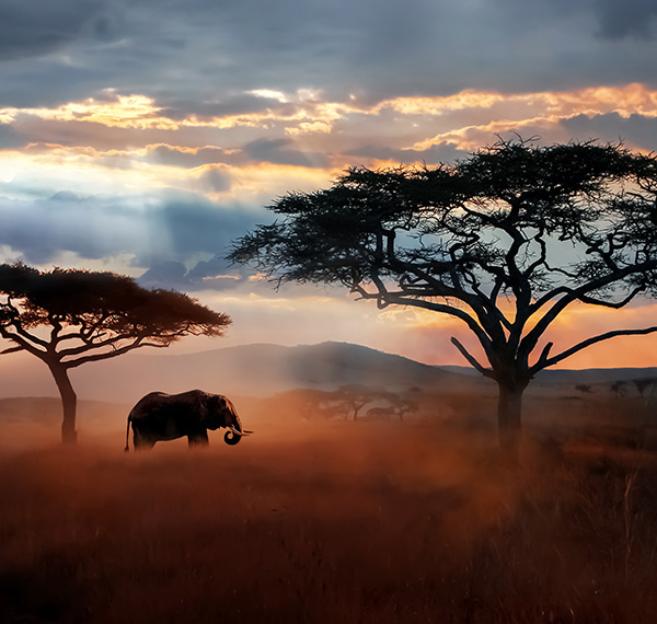 Africa – Financial crime typologies