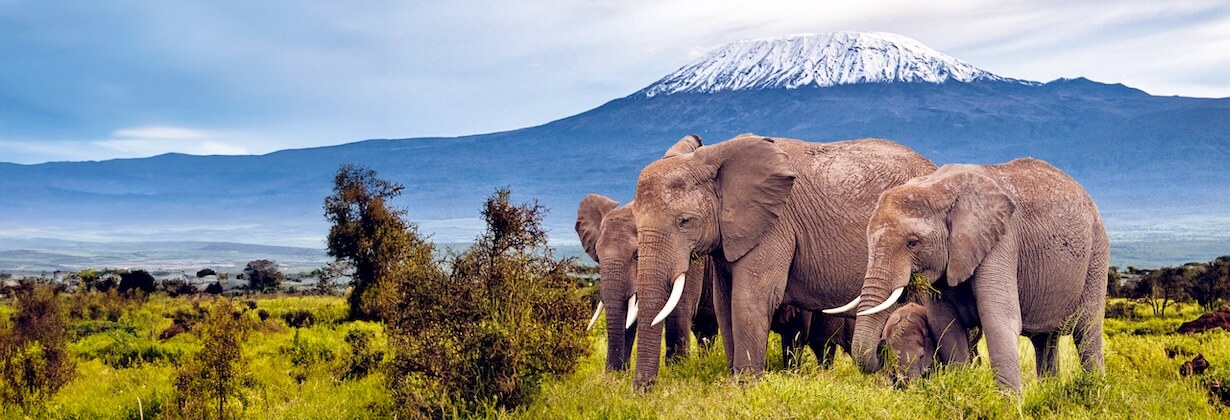 Trafic d'espèces sauvages