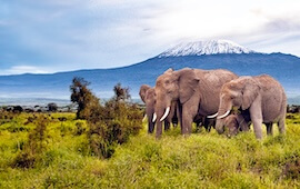 Wildlife trafficking 